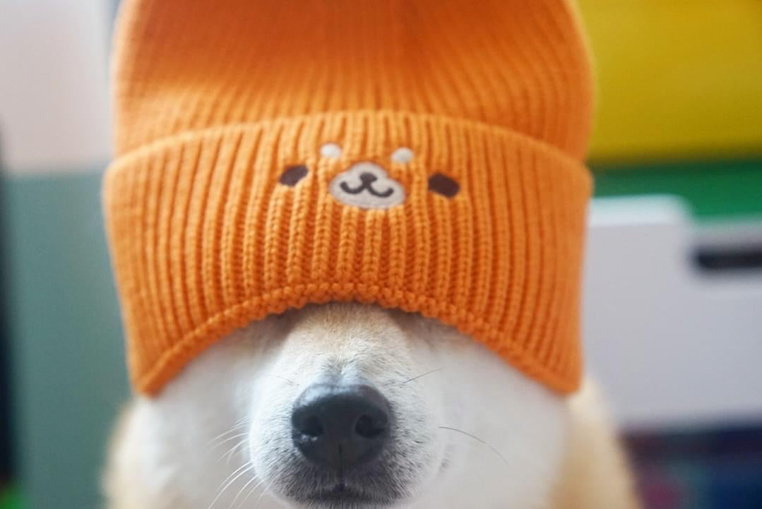 Shiba Inu Embroidery Beanie Hat