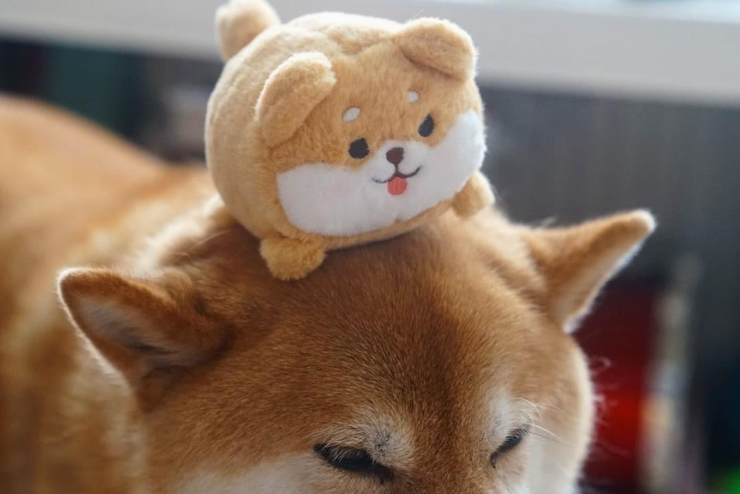 Cute Plushie - Shiba Inu