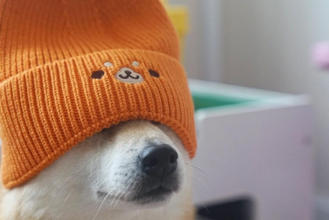 Shiba Inu Embroidery Beanie Hat